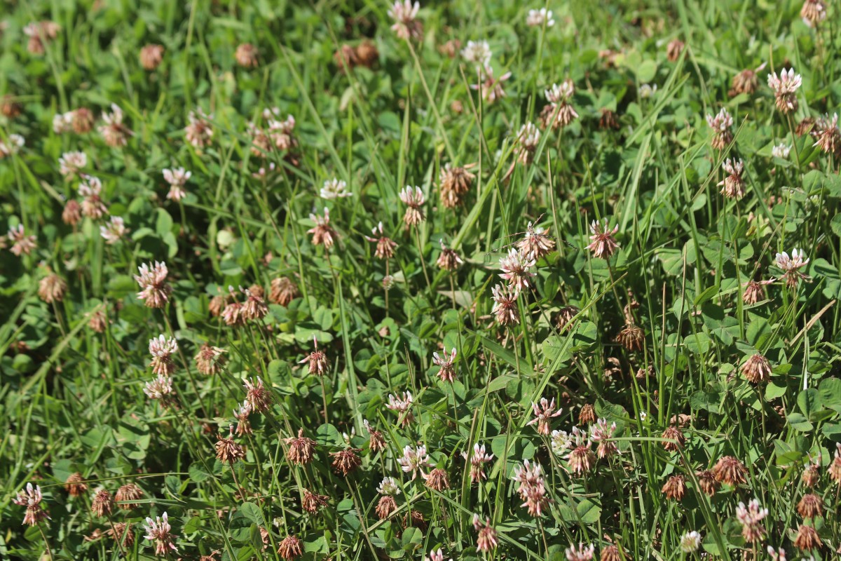 Trifolium repens L.